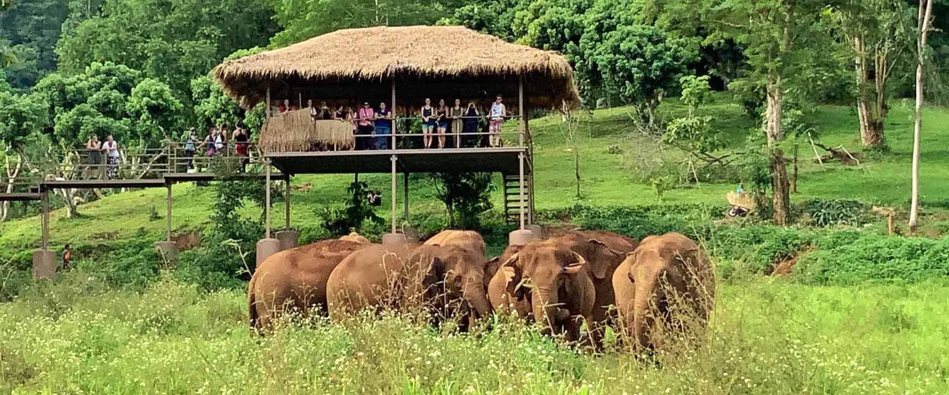 Visitors on a raised thatched platform watch a group of elephants graze in a green valley.
