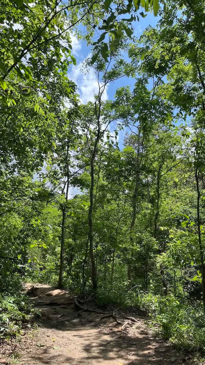 A narrow dirt trail winds through tall green trees under a blue sky