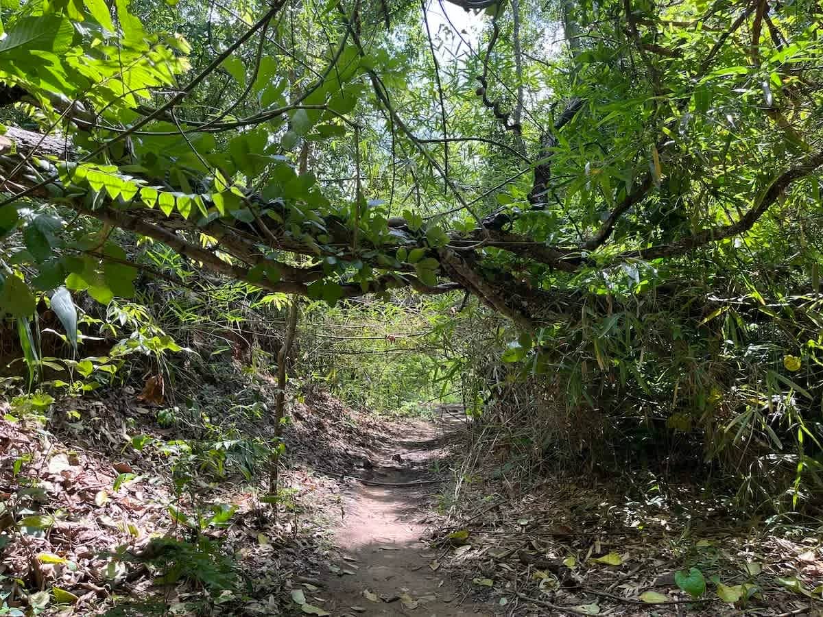 A narrow footpath runs beneath arching branches and dense undergrowth in the forest