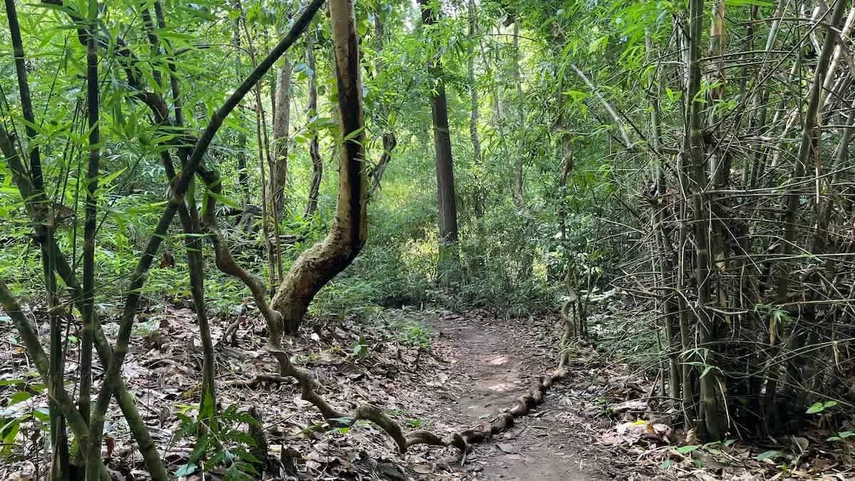 A leaf covered trail leads through a quiet forest of bamboo and tall trees