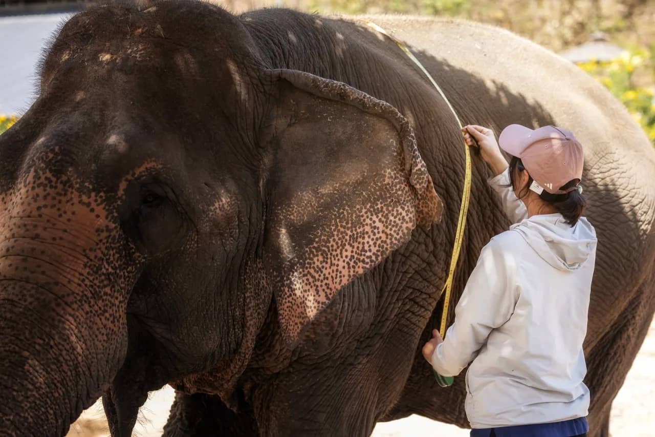 Half Day Premium at Elephant Jungle Sanctuary Phuket (photo 3)