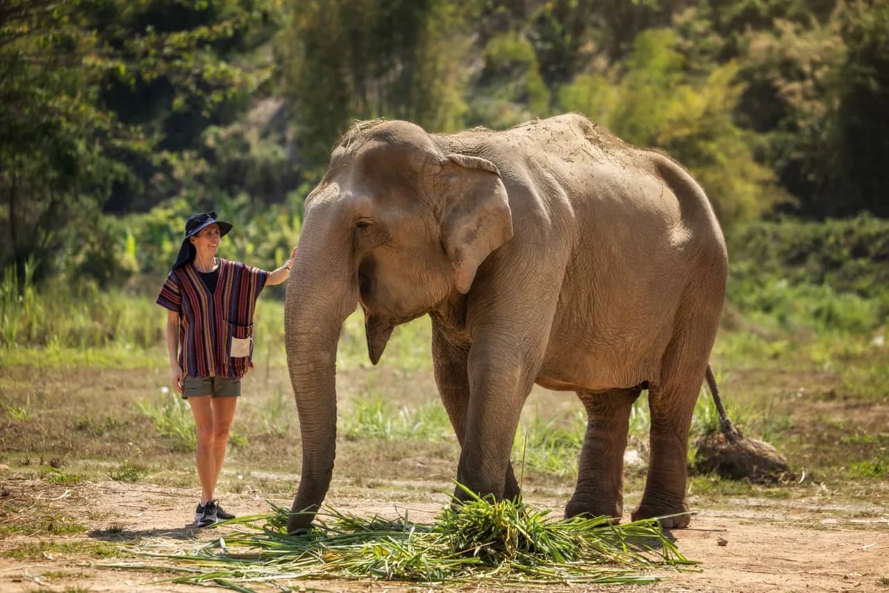Half Day Premium at Elephant Jungle Sanctuary Phuket (photo 4)
