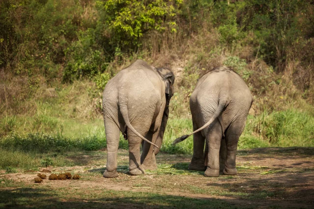 Half Day Premium at Elephant Jungle Sanctuary Phuket (photo 5)