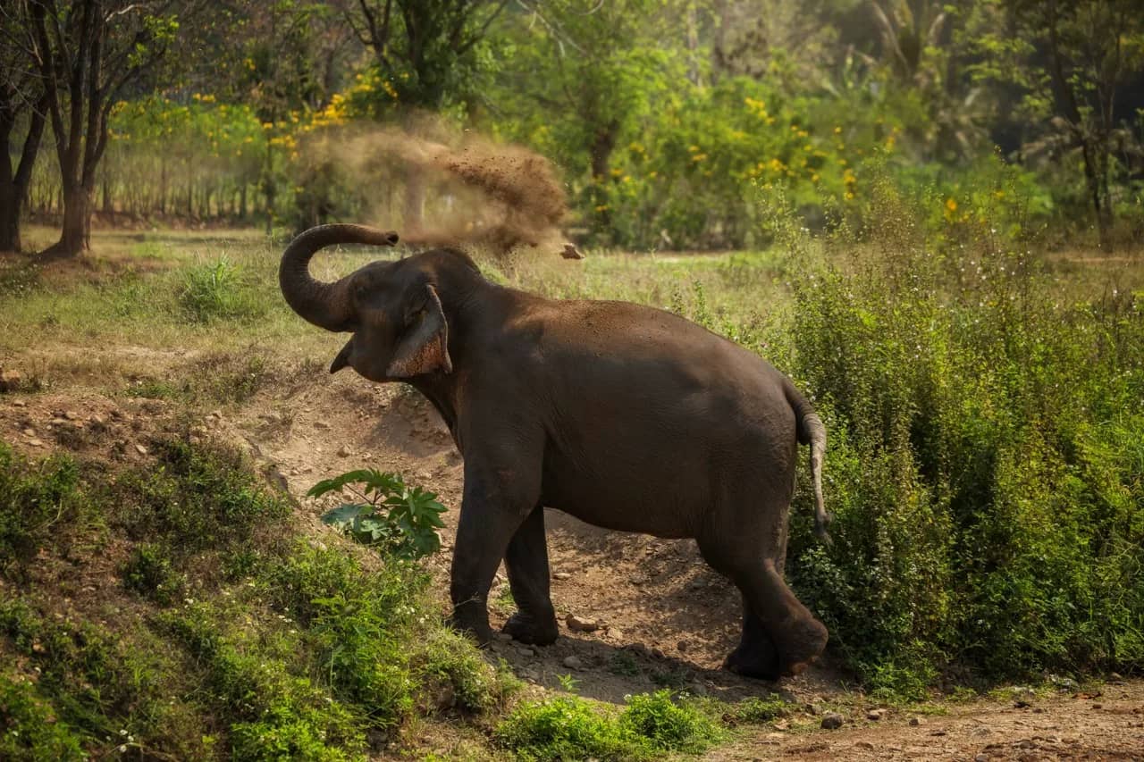 Half Day Premium at Elephant Jungle Sanctuary Phuket (photo 6)
