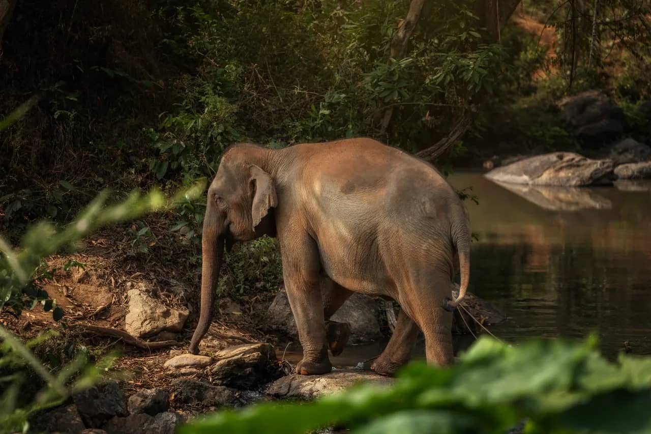 Half Day Premium at Elephant Jungle Sanctuary Phuket (photo 8)