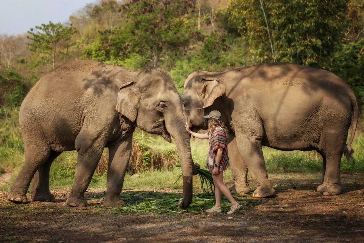 Half Day Premium Elephant Jungle Sanctuary Phuket