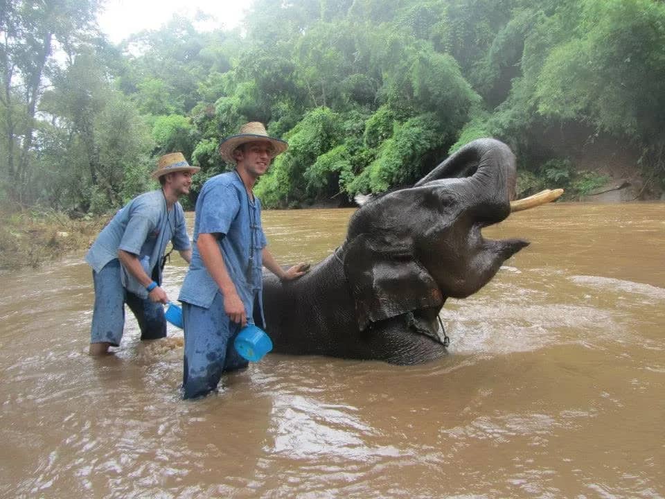 Two visitors in blue work shirts wash an elephant with buckets in a brown jungle river