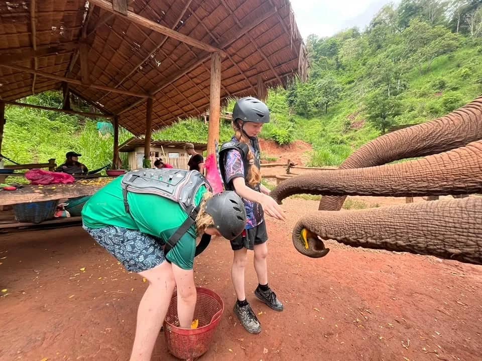 A child in a helmet hands food to elephants reaching out their trunks under a camp shelter