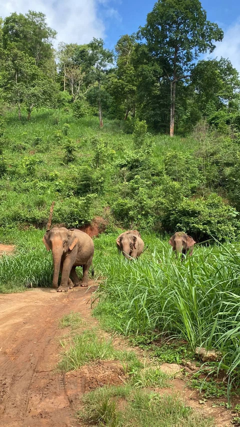 Three elephants graze in tall grass beside a dirt path on a green hillside