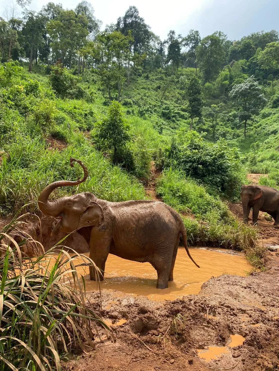 An elephant stands in a muddy pool with its trunk raised on a green jungle hillside