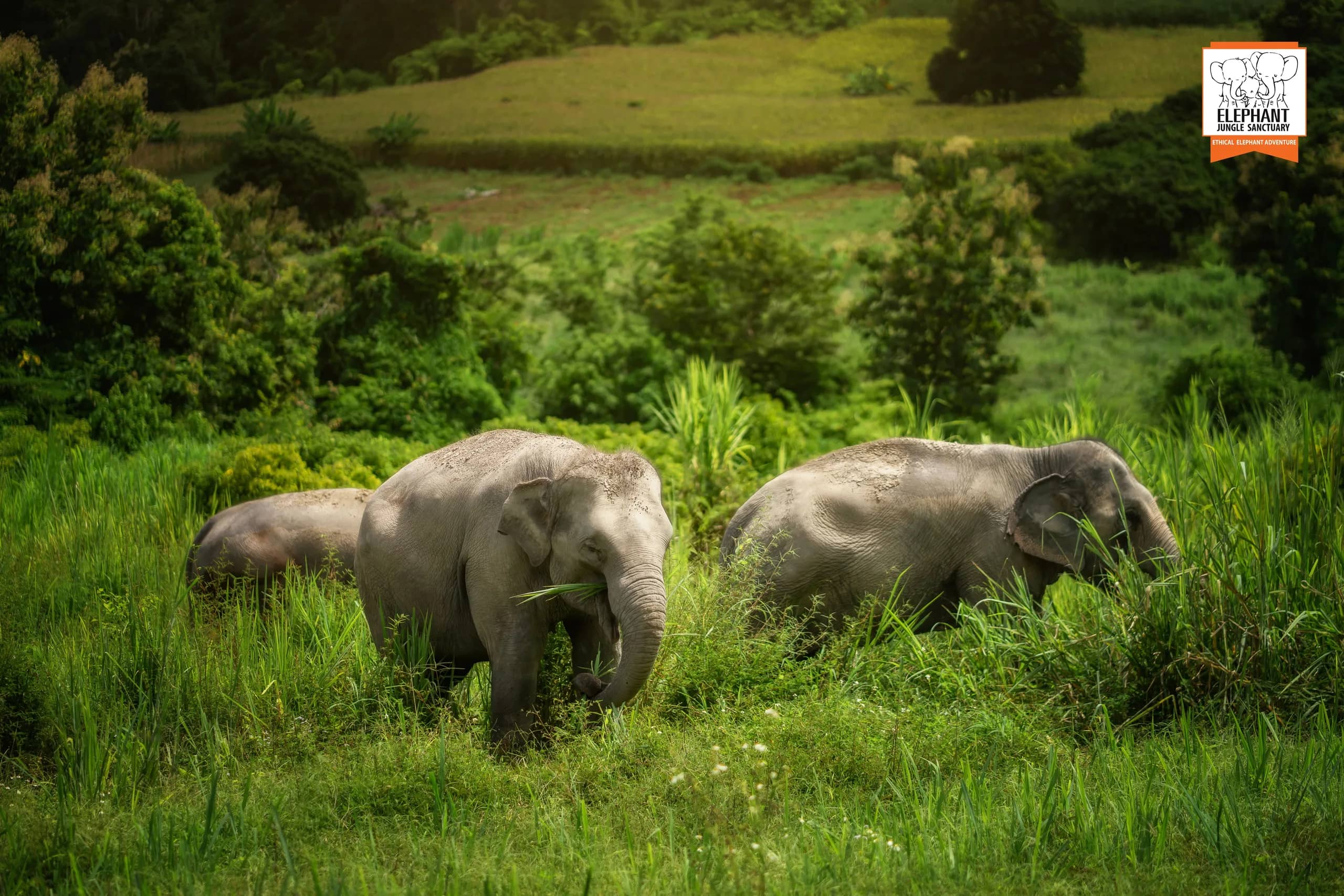Half Day Visit at Elephant Jungle Sanctuary Chiang Mai (photo 3)