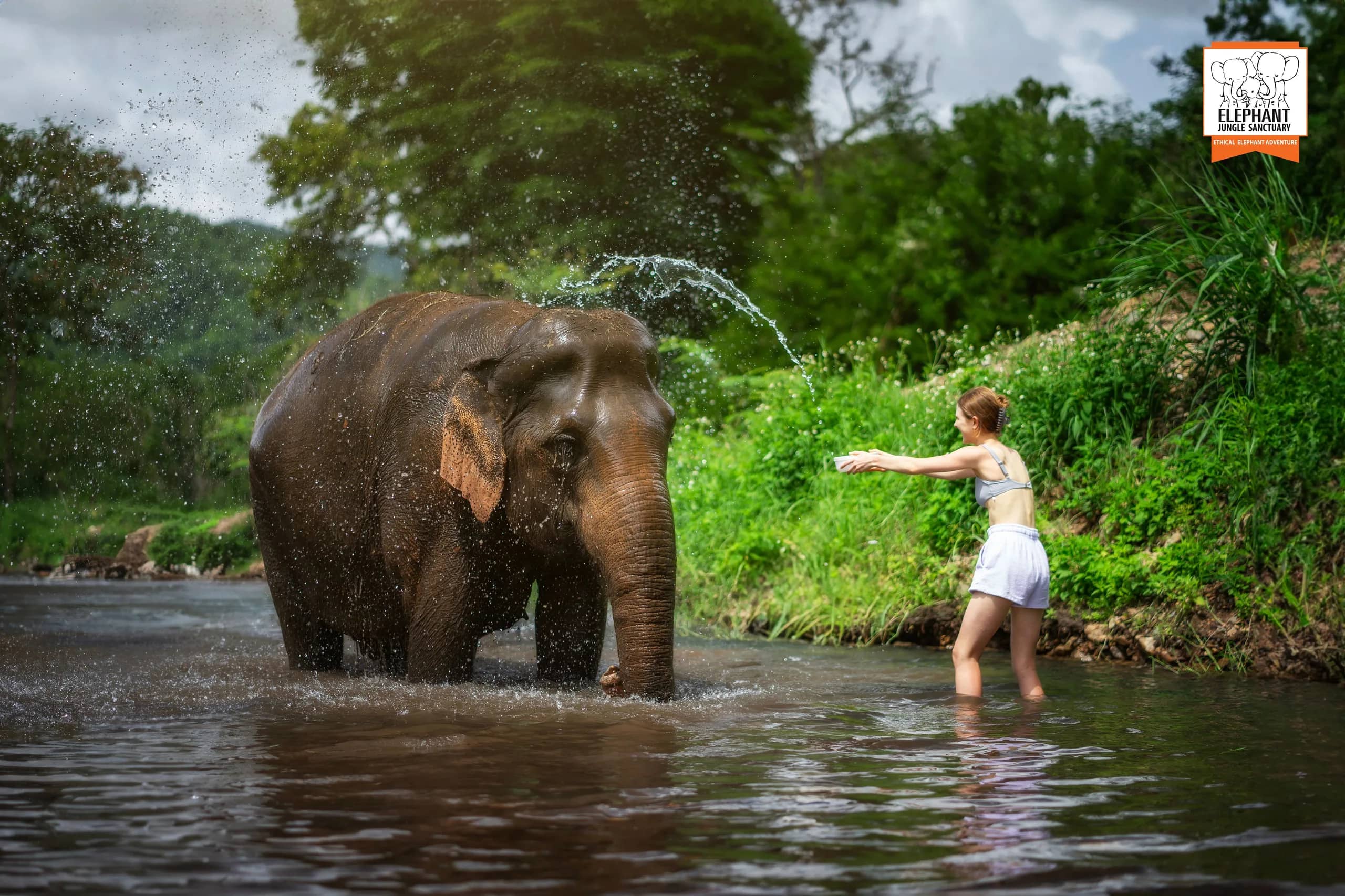 Half Day Visit at Elephant Jungle Sanctuary Chiang Mai (photo 4)