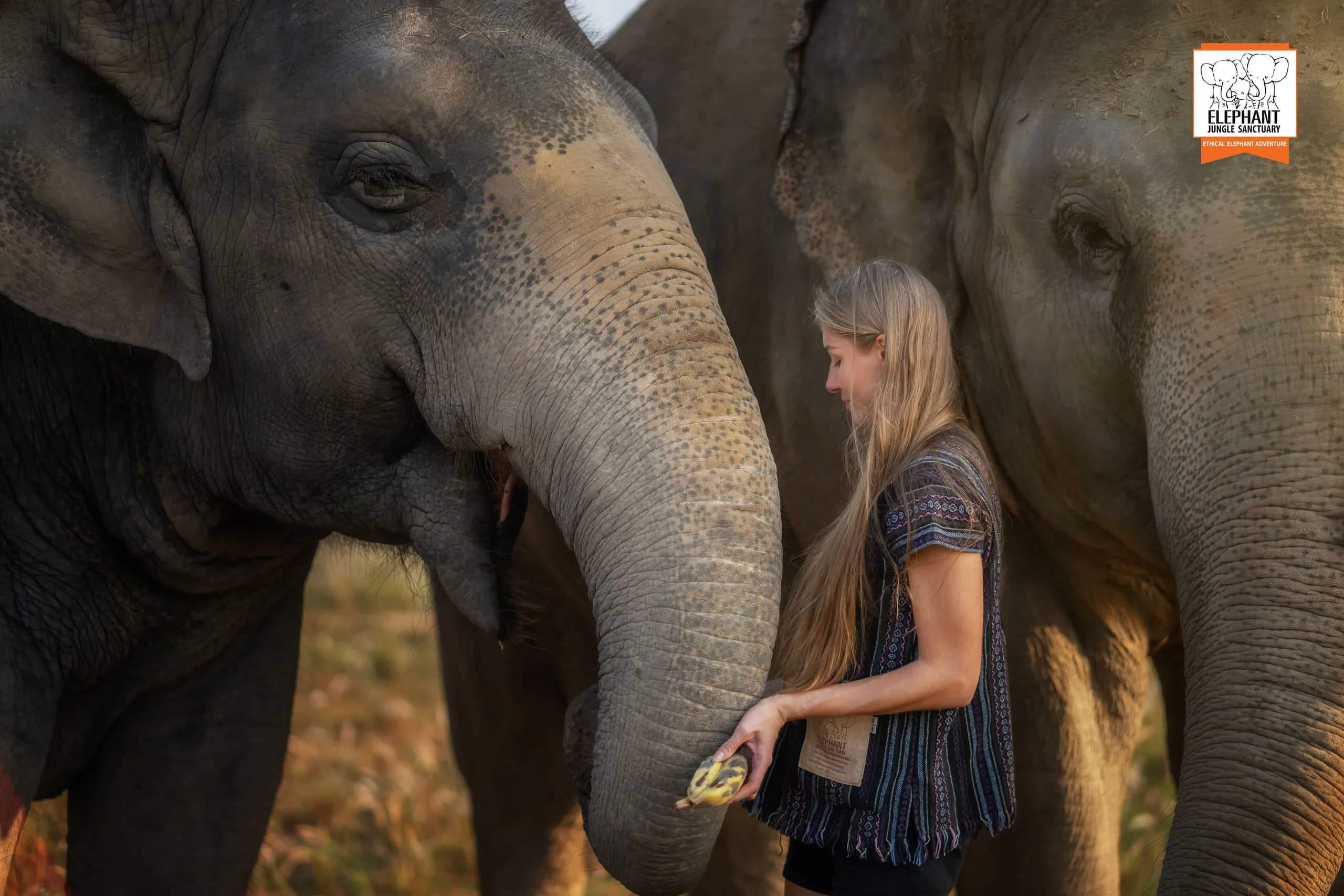 Half Day Visit at Elephant Jungle Sanctuary Pattaya (photo 3)