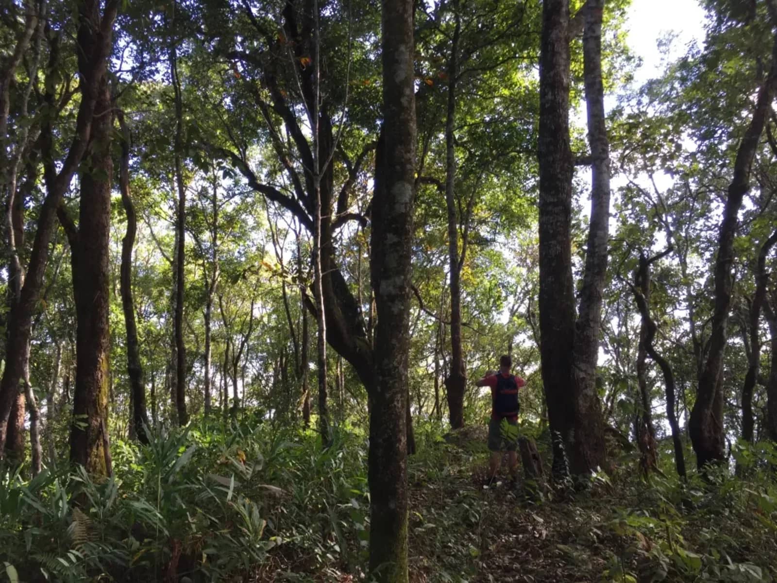 A hiker walks between tall trees on a shaded forest trail in the highlands