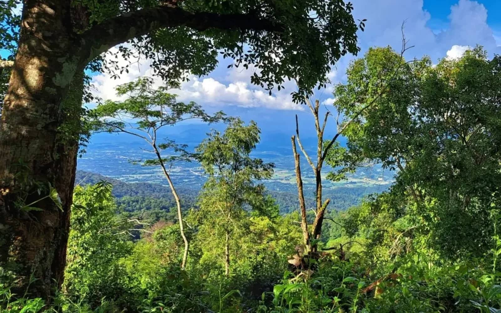 A view of the valley floor framed by trees and leaves from a mountain trail