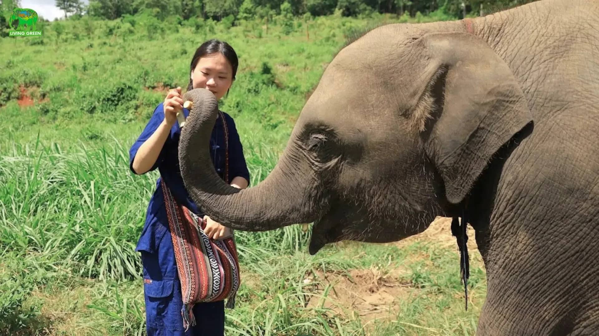 A young elephant reaches its trunk toward a visitor in a blue shirt in a grassy field