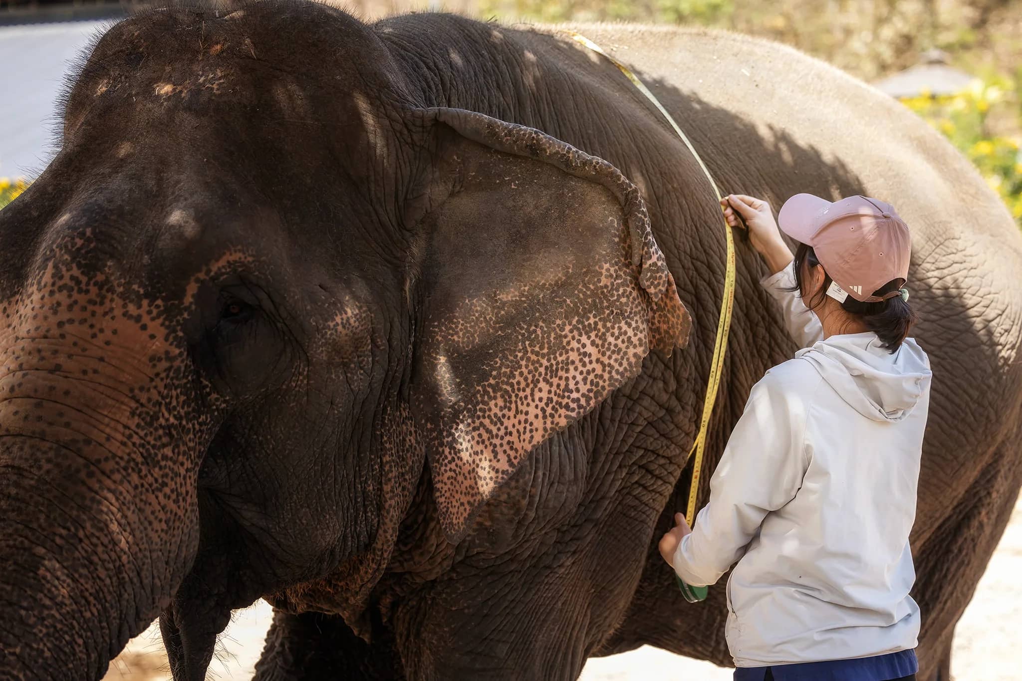 One Day Care at Elephant Jungle Sanctuary Chiang Mai (photo 2)