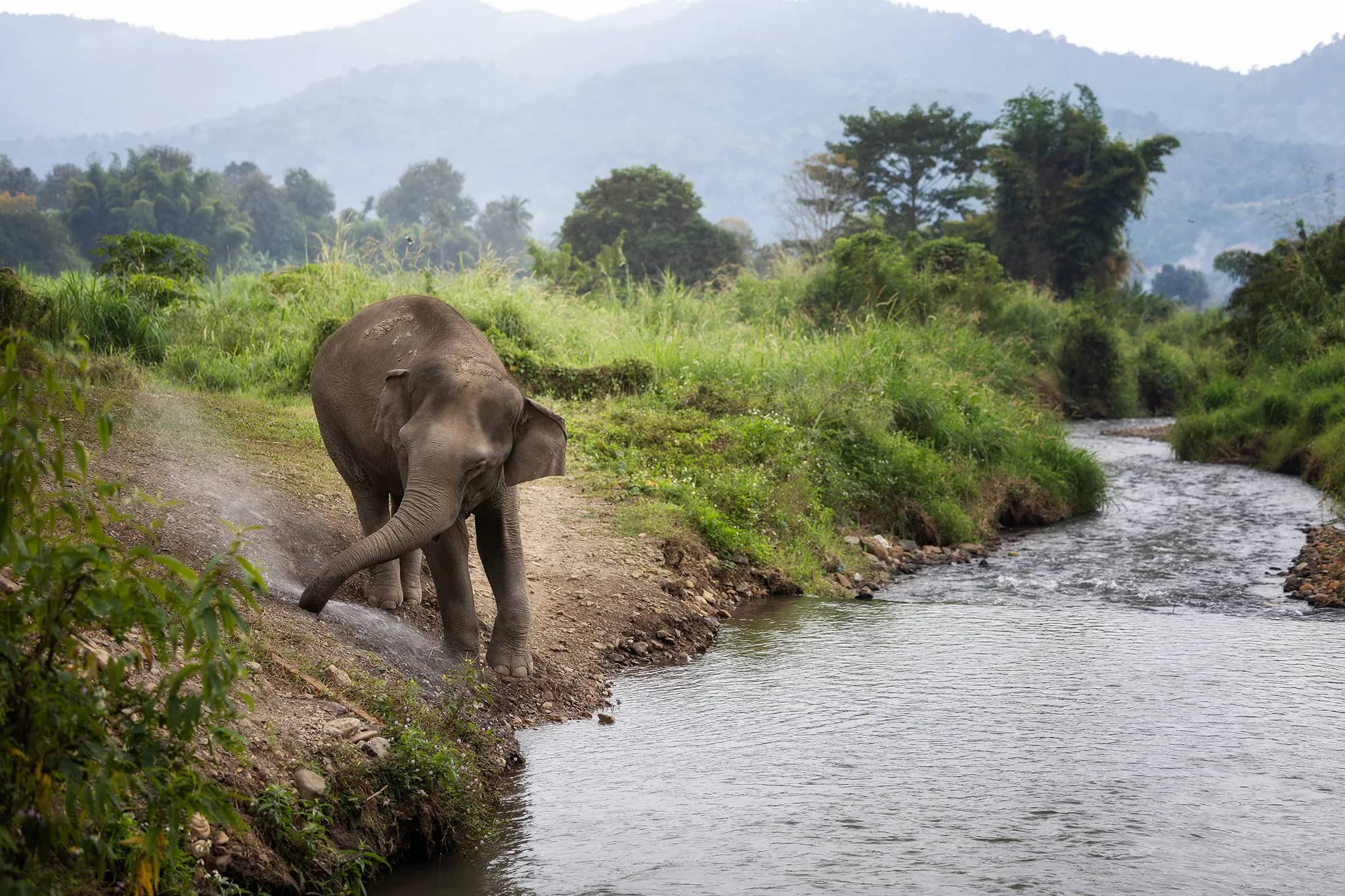 One Day Care at Elephant Jungle Sanctuary Chiang Mai (photo 3)