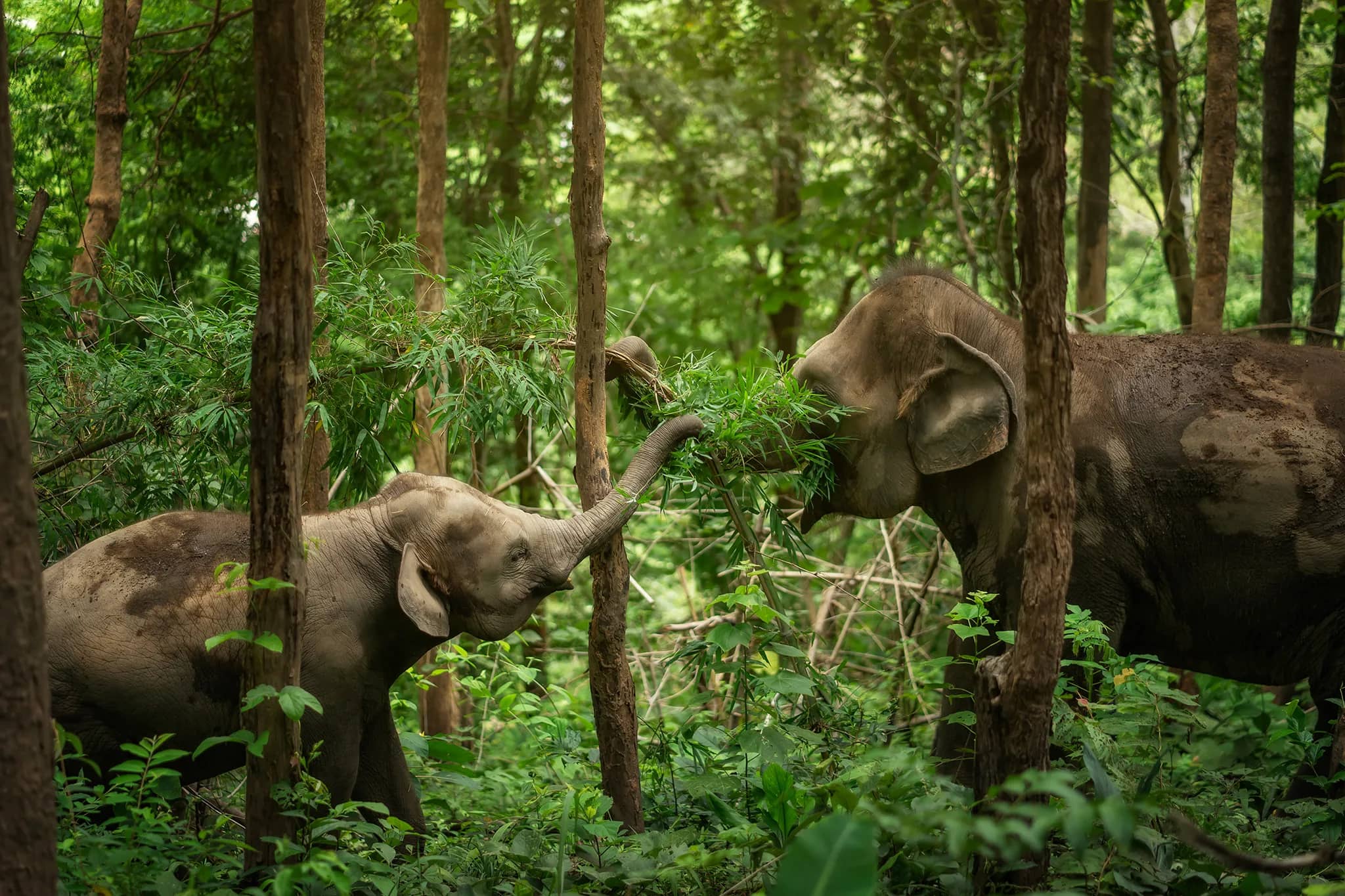 One Day Care at Elephant Jungle Sanctuary Chiang Mai (photo 4)