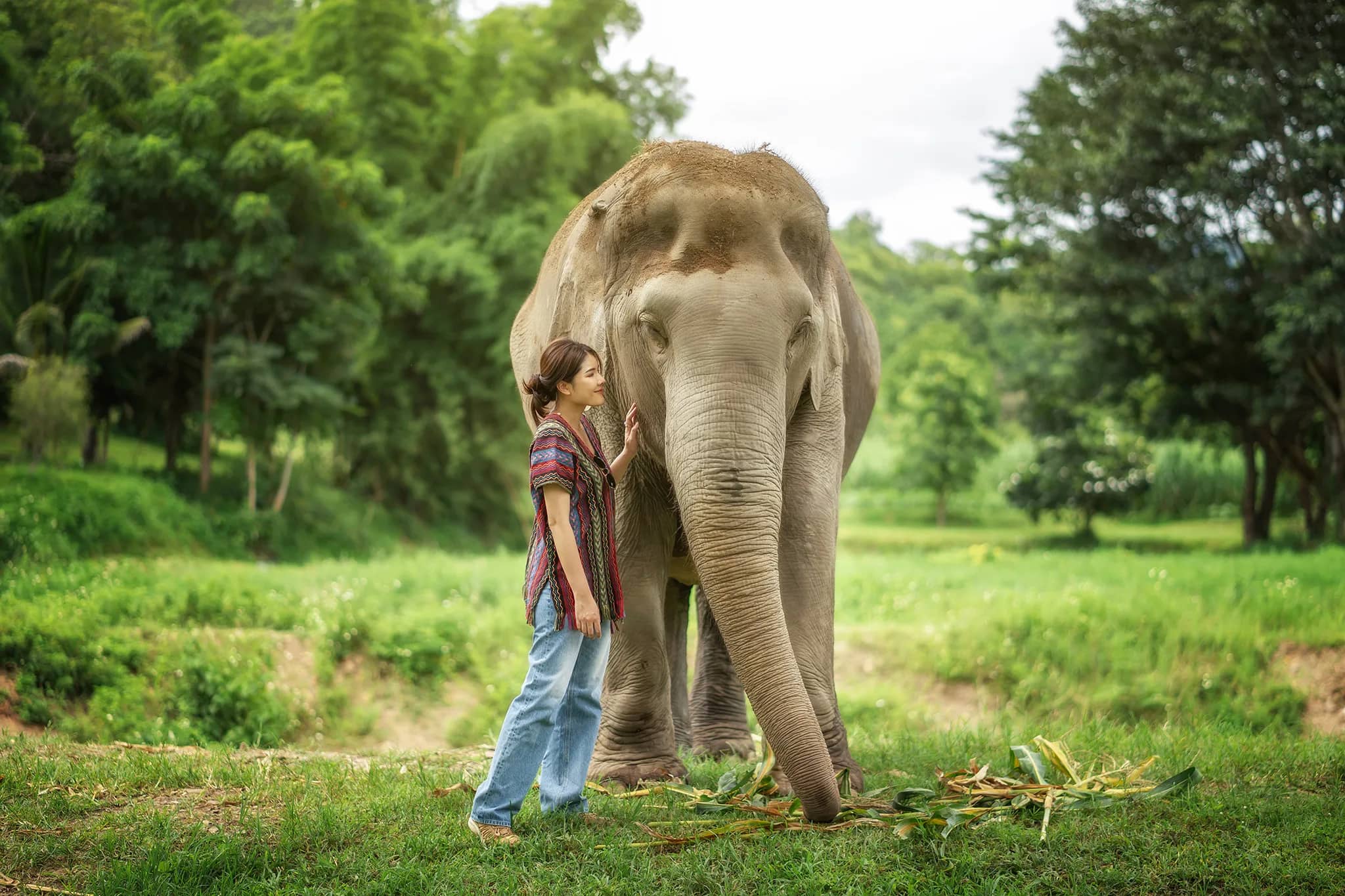 One Day Care at Elephant Jungle Sanctuary Chiang Mai (photo 7)
