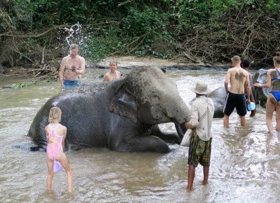 Guests and mahouts wash elephants lying in a shallow stream at Chiangmai Elephant Home