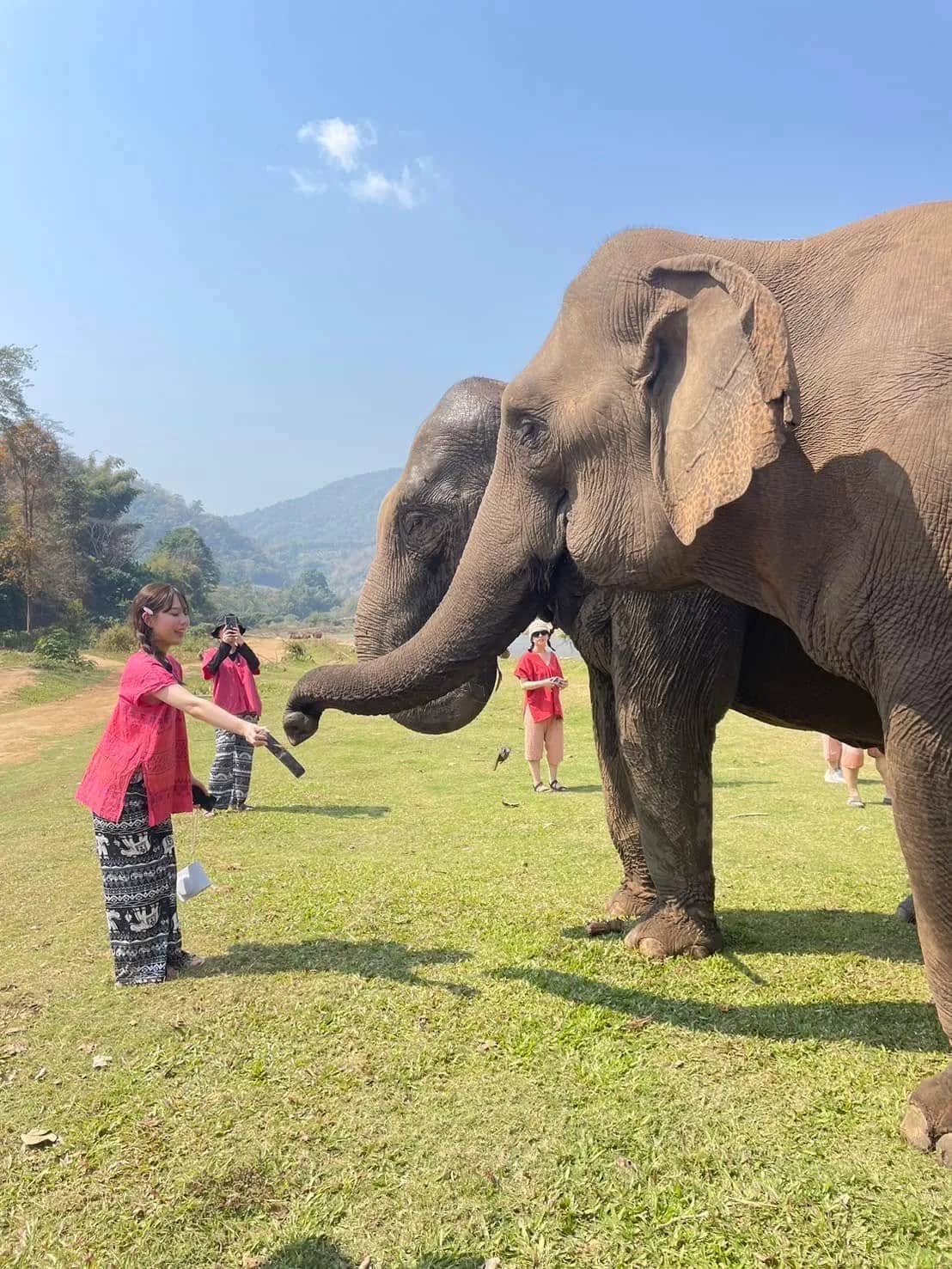 Visitors in colourful shirts hold out food to two elephants in a sunny grassy field