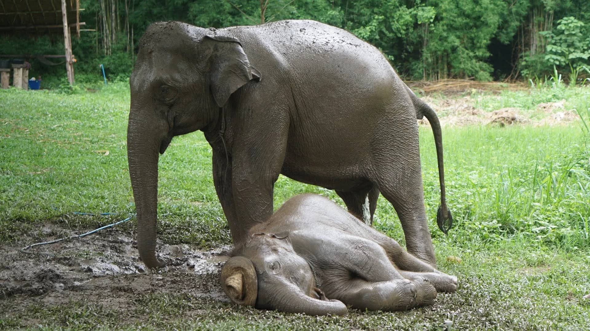 A young elephant lies in a patch of mud while an adult elephant stands beside it on the grass.