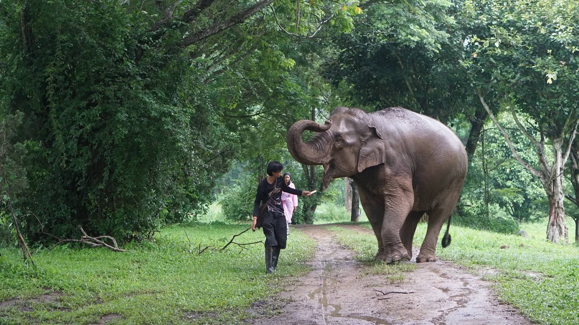 A mahout walks ahead of an elephant raising its trunk on a muddy track through the forest.