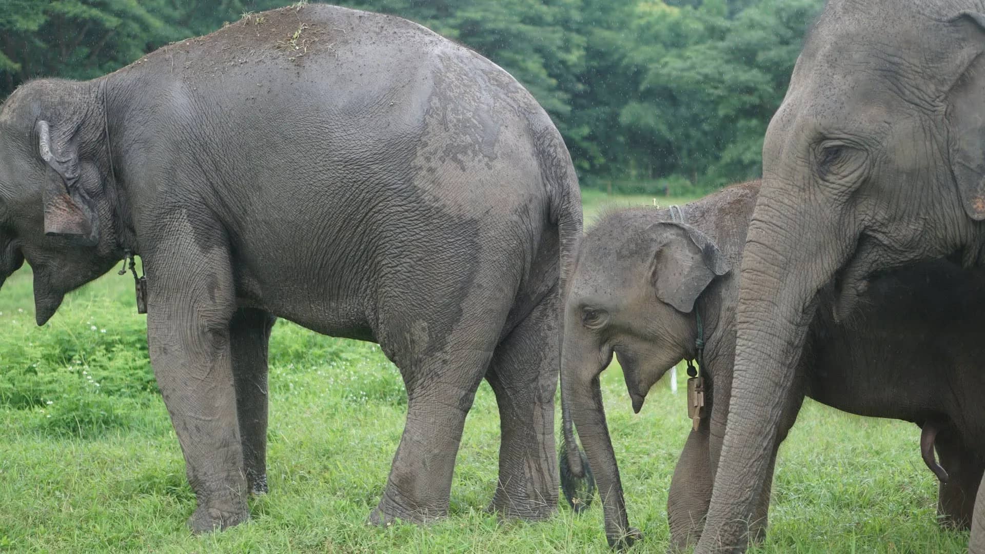 Adult elephants and a calf graze side by side on a green meadow at the sanctuary.