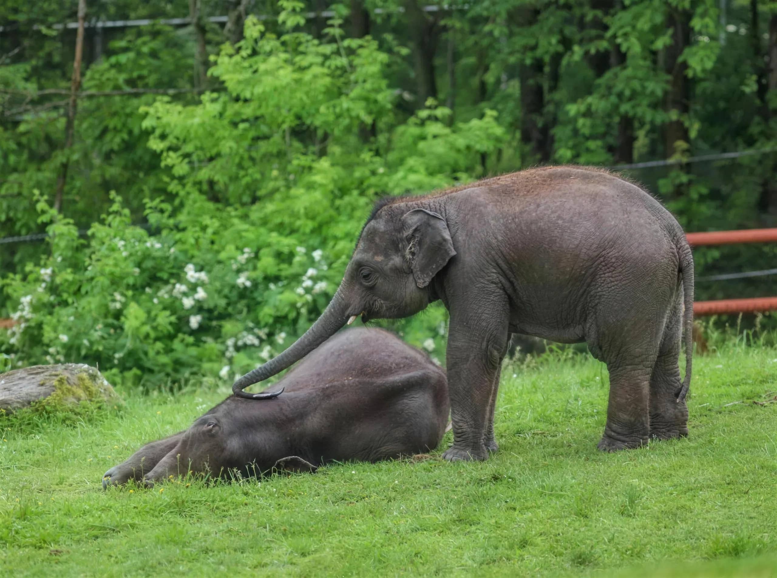 A baby elephant reaches its trunk toward another calf lying in the grass.