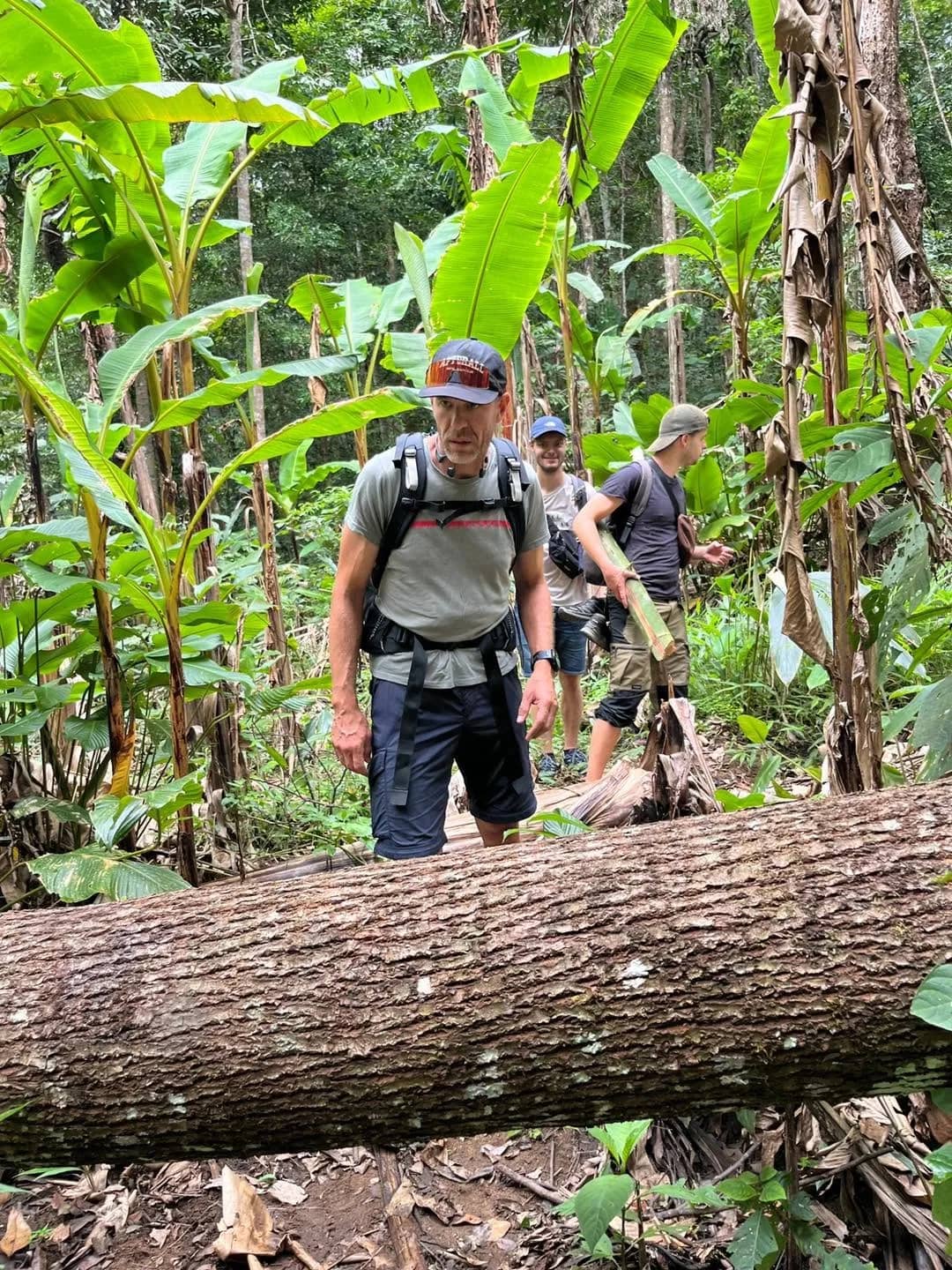 A hiker with a backpack walks past a large fallen tree trunk on a jungle trail among banana plants.