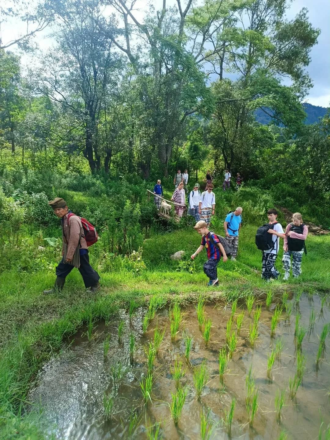 Trekkers step down terraced rice paddies at the edge of the forest.