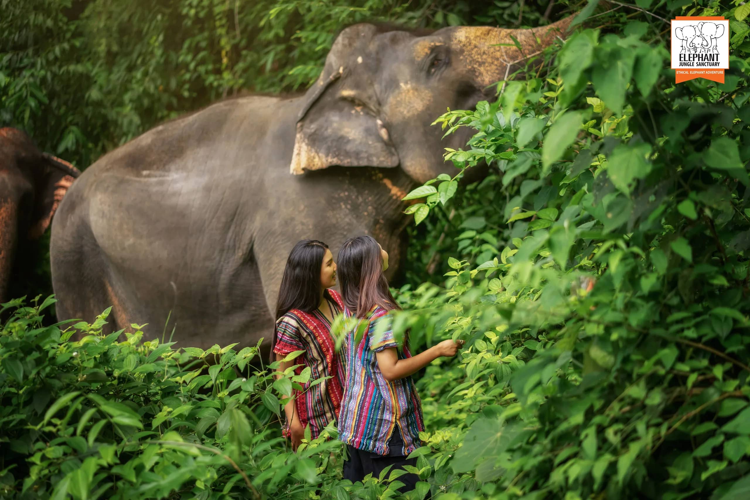 One Day Walk with Elephant at Elephant Jungle Sanctuary Phuket (photo 12)