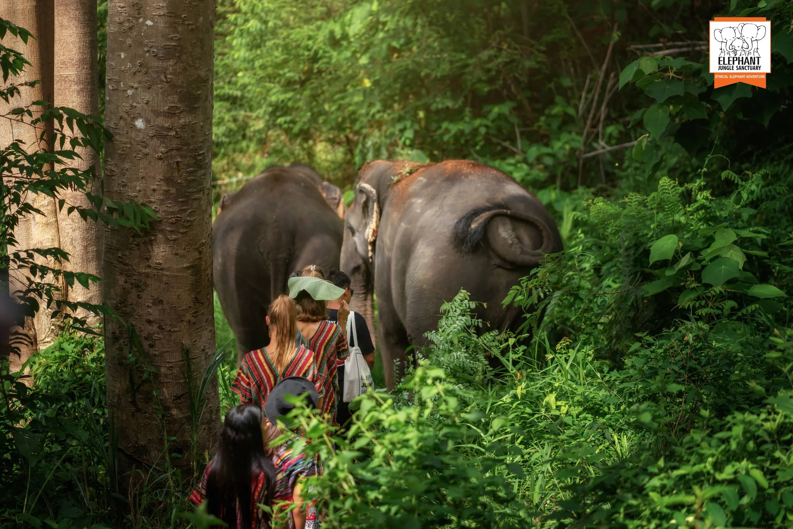 One Day Walk with Elephant at Elephant Jungle Sanctuary Phuket (photo 13)