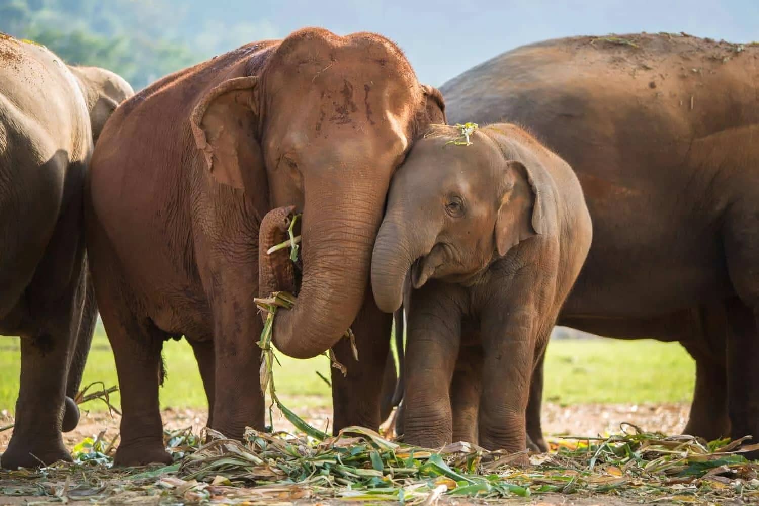 A baby elephant leans against its mother while the herd eats fresh greens at Elephant Nature Park