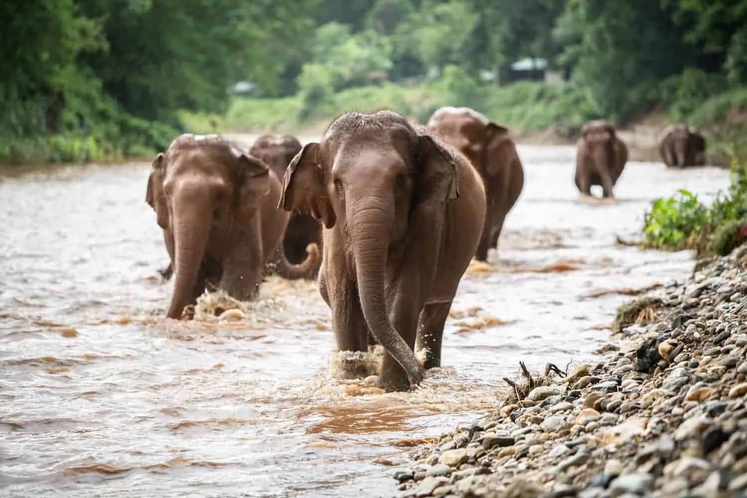 A herd of elephants walks through a shallow brown river lined with jungle at Elephant Nature Park
