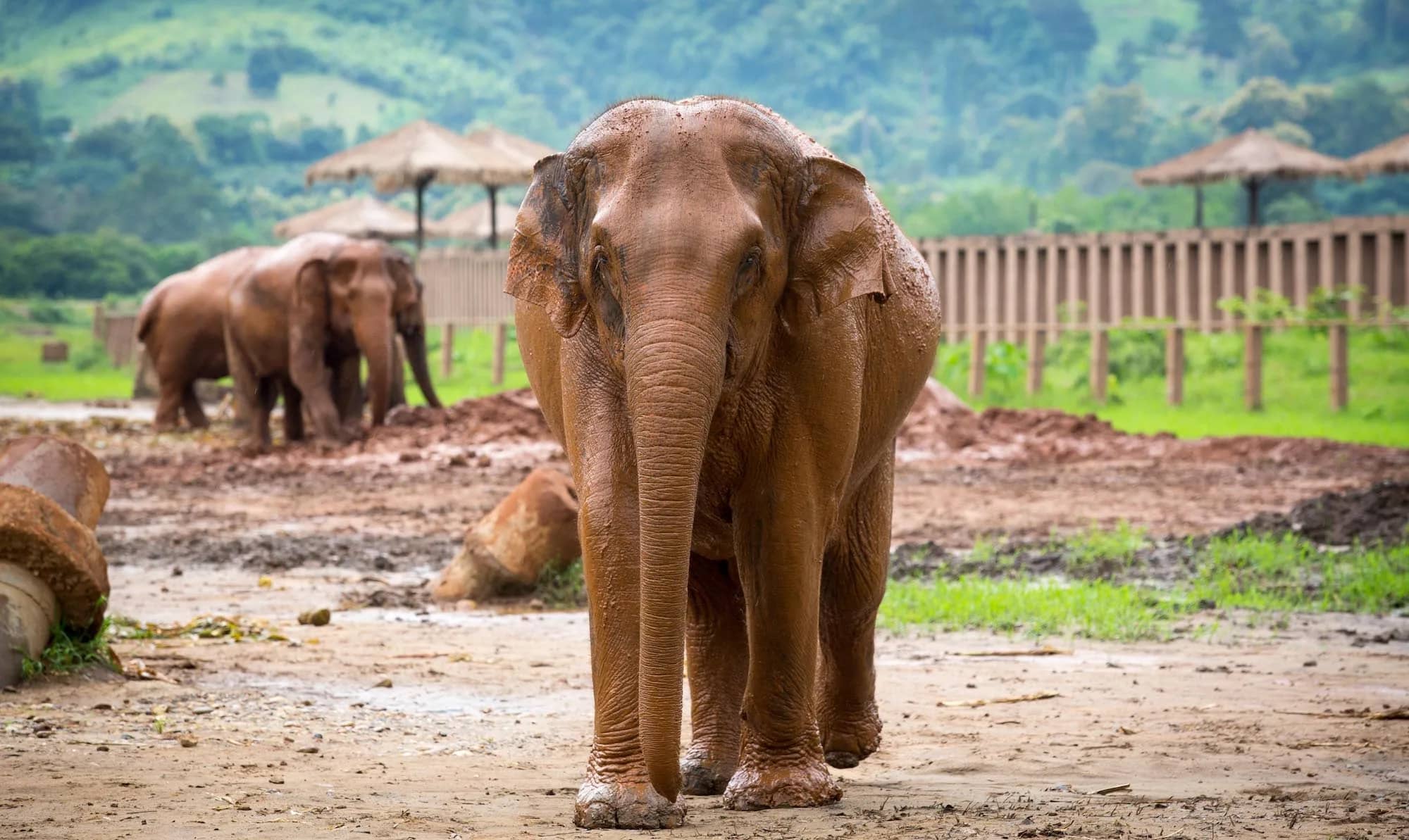 An elephant walks toward the camera across muddy ground with thatched shelters and hills behind