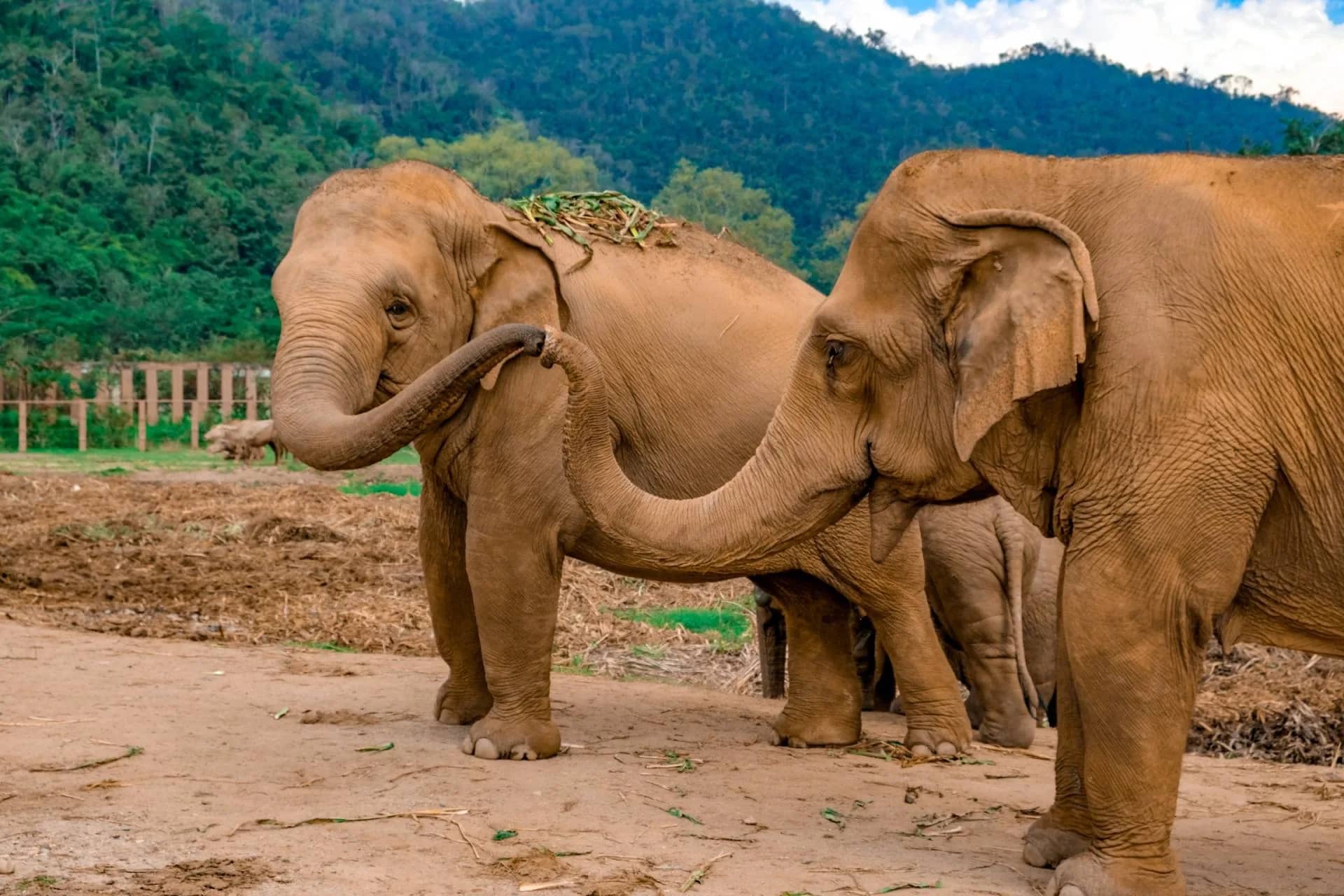Two elephants touch trunks on open ground below forested hills at Elephant Nature Park