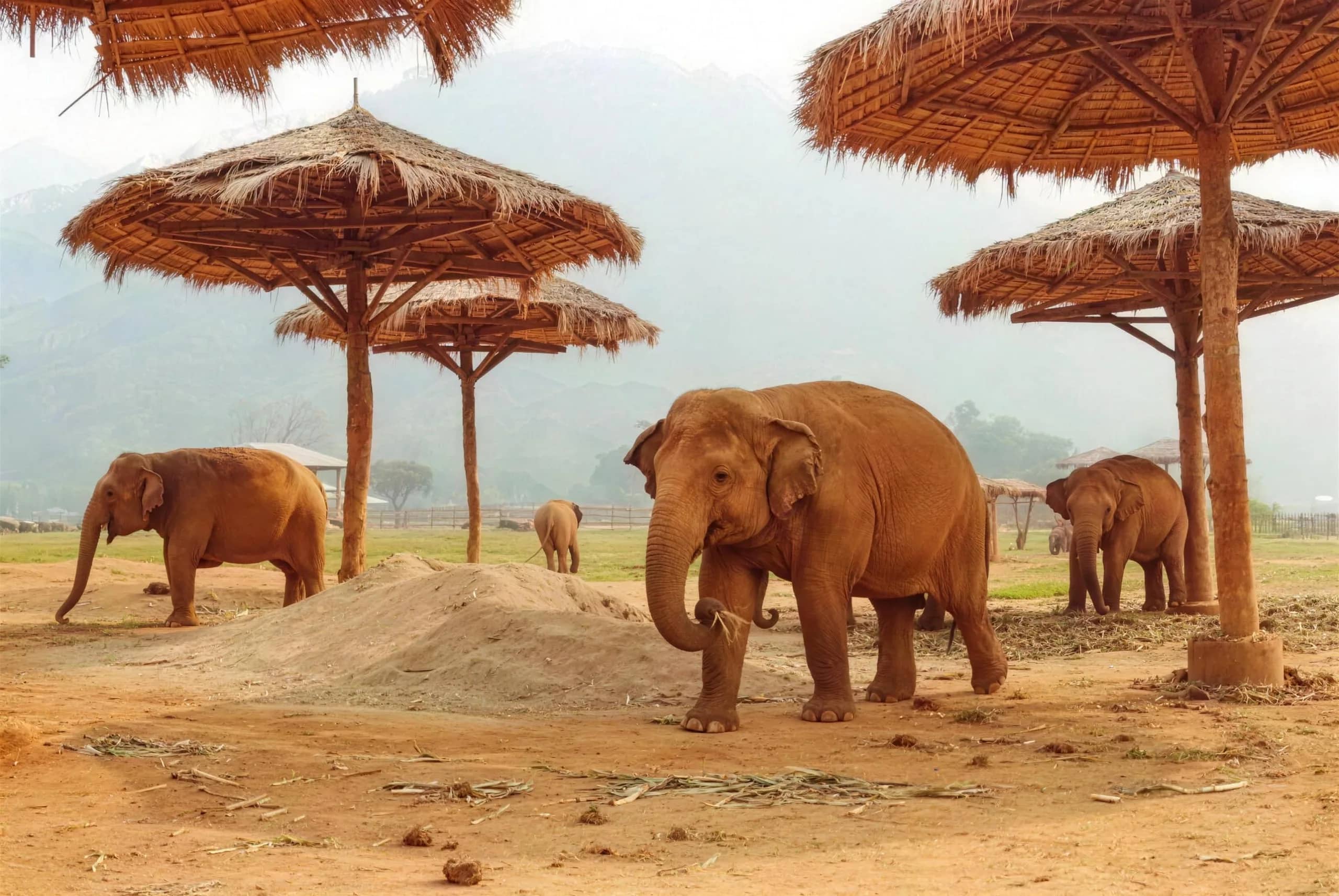Several elephants roam a sandy field dotted with thatched shade shelters at Elephant Nature Park