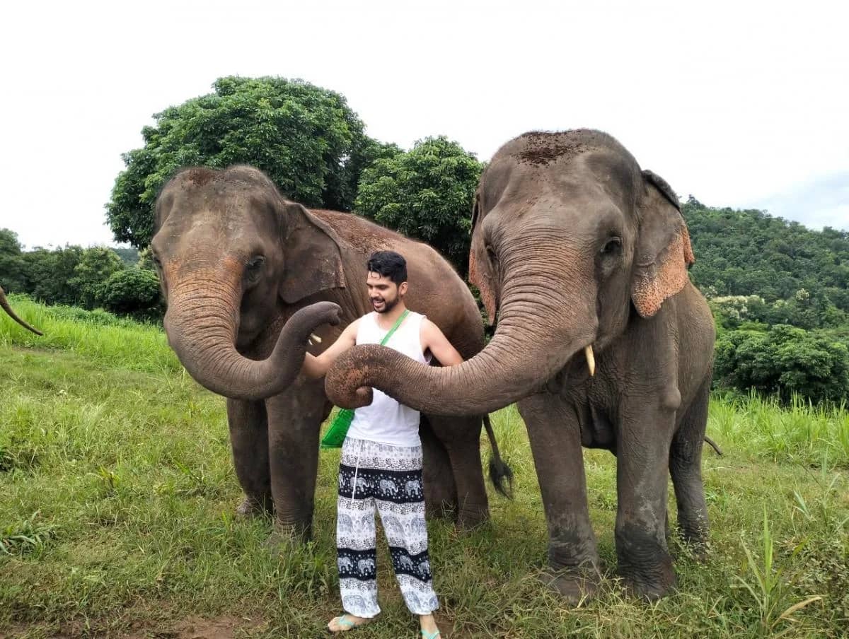 A visitor in elephant print trousers stands between two elephants on green grass