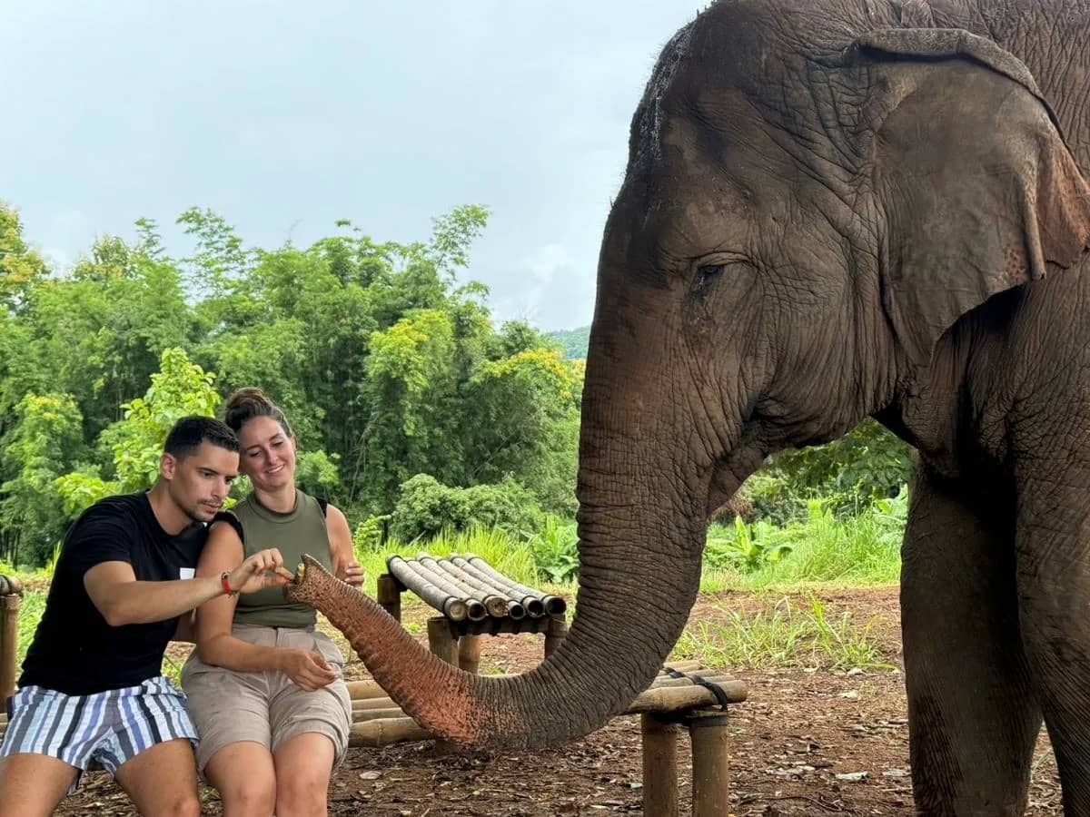 An elephant stretches its trunk toward a couple seated on a bamboo bench at the sanctuary