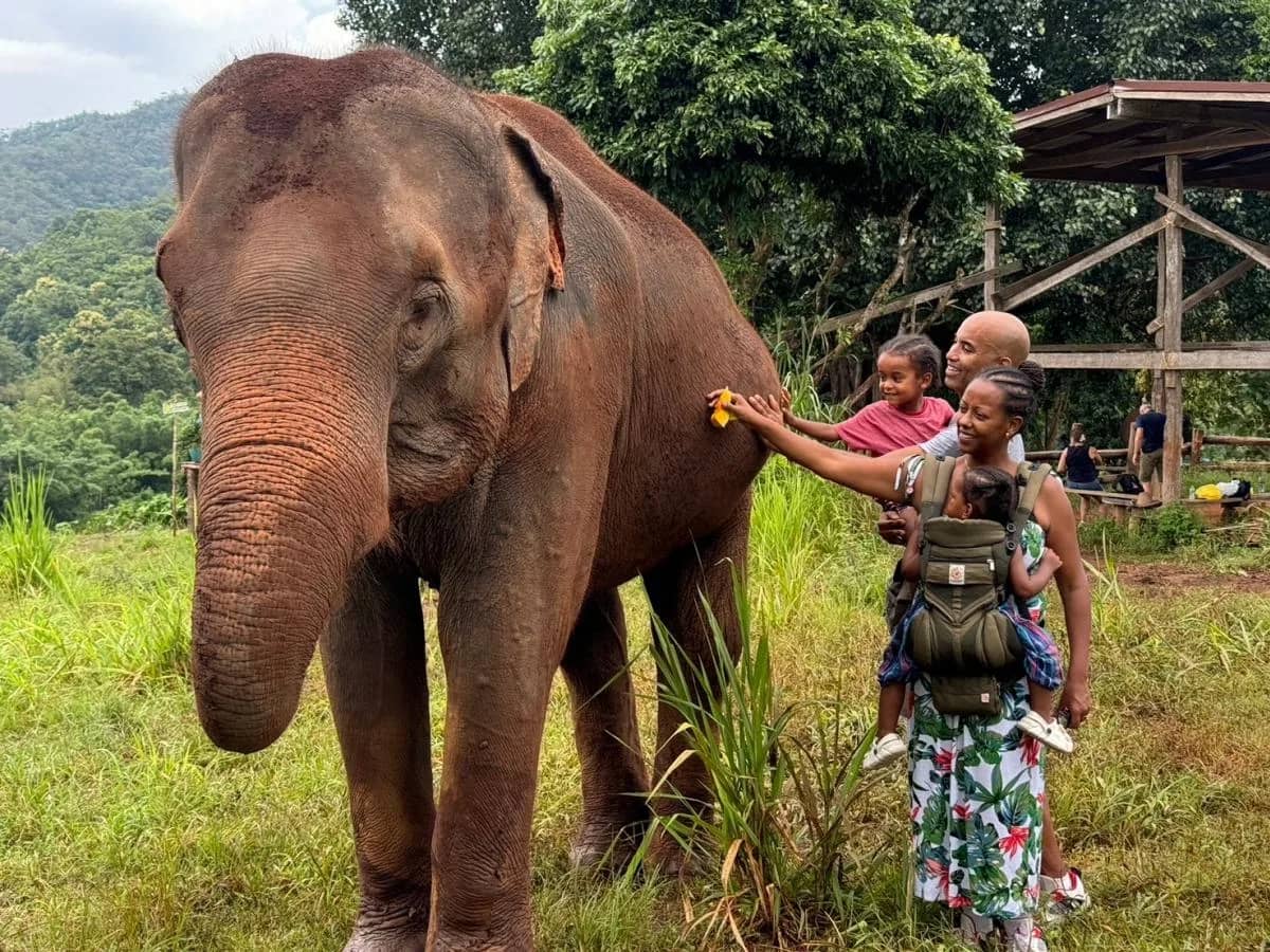 A family with a baby carrier hands food to a large elephant standing in tall grass