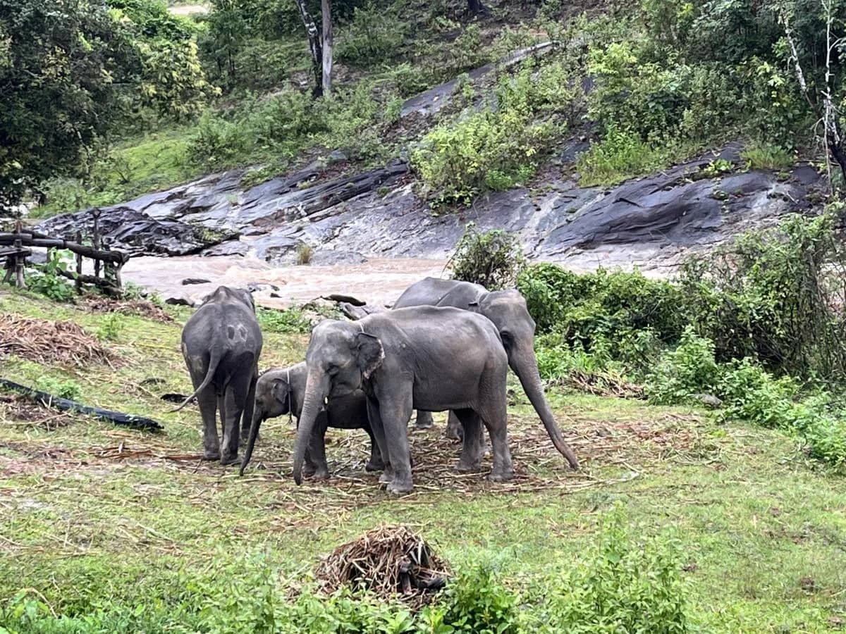 A small herd of elephants with a calf stands on the grass below a rocky waterfall slope
