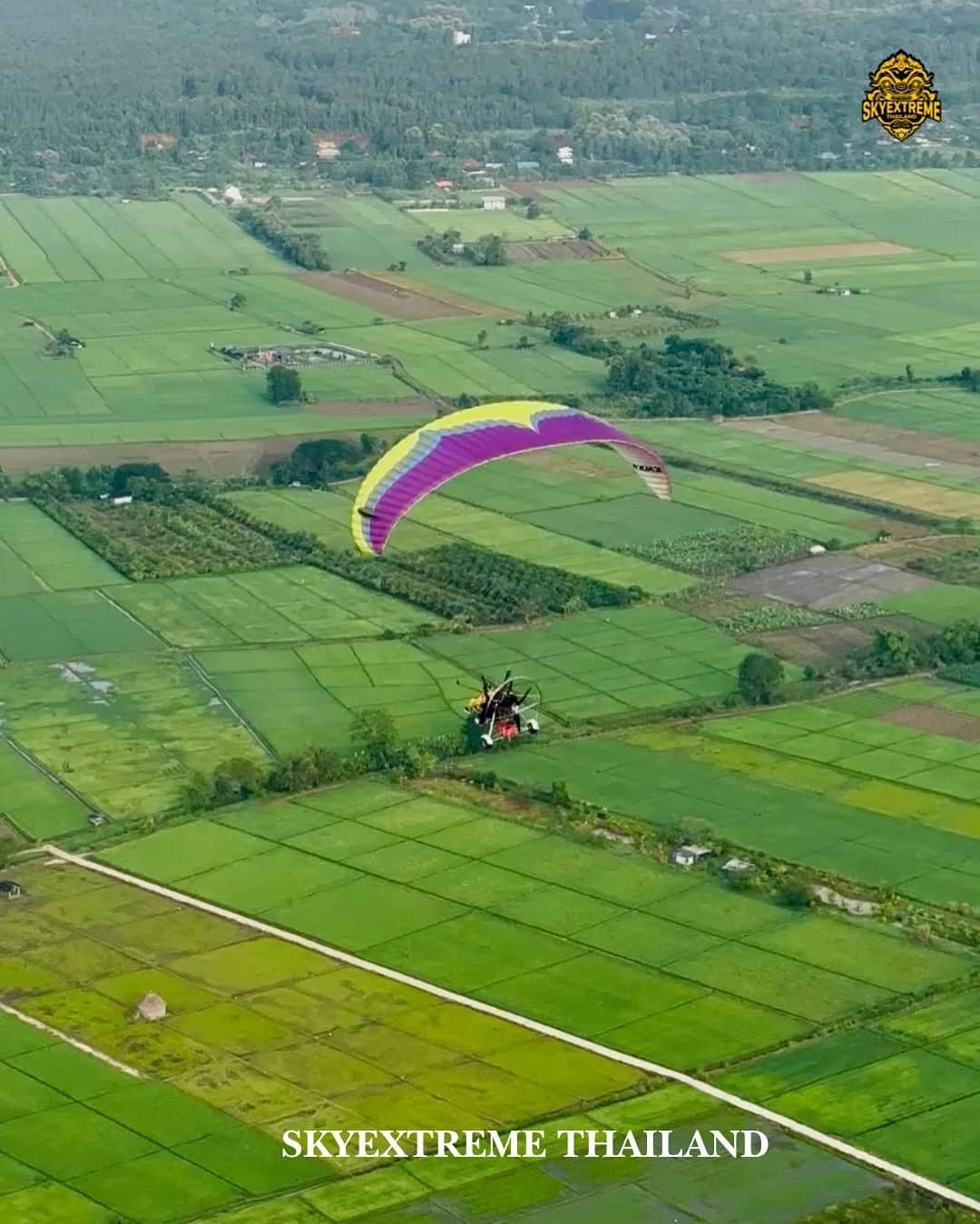 A paramotor with a purple and yellow wing flies over a patchwork of green rice fields