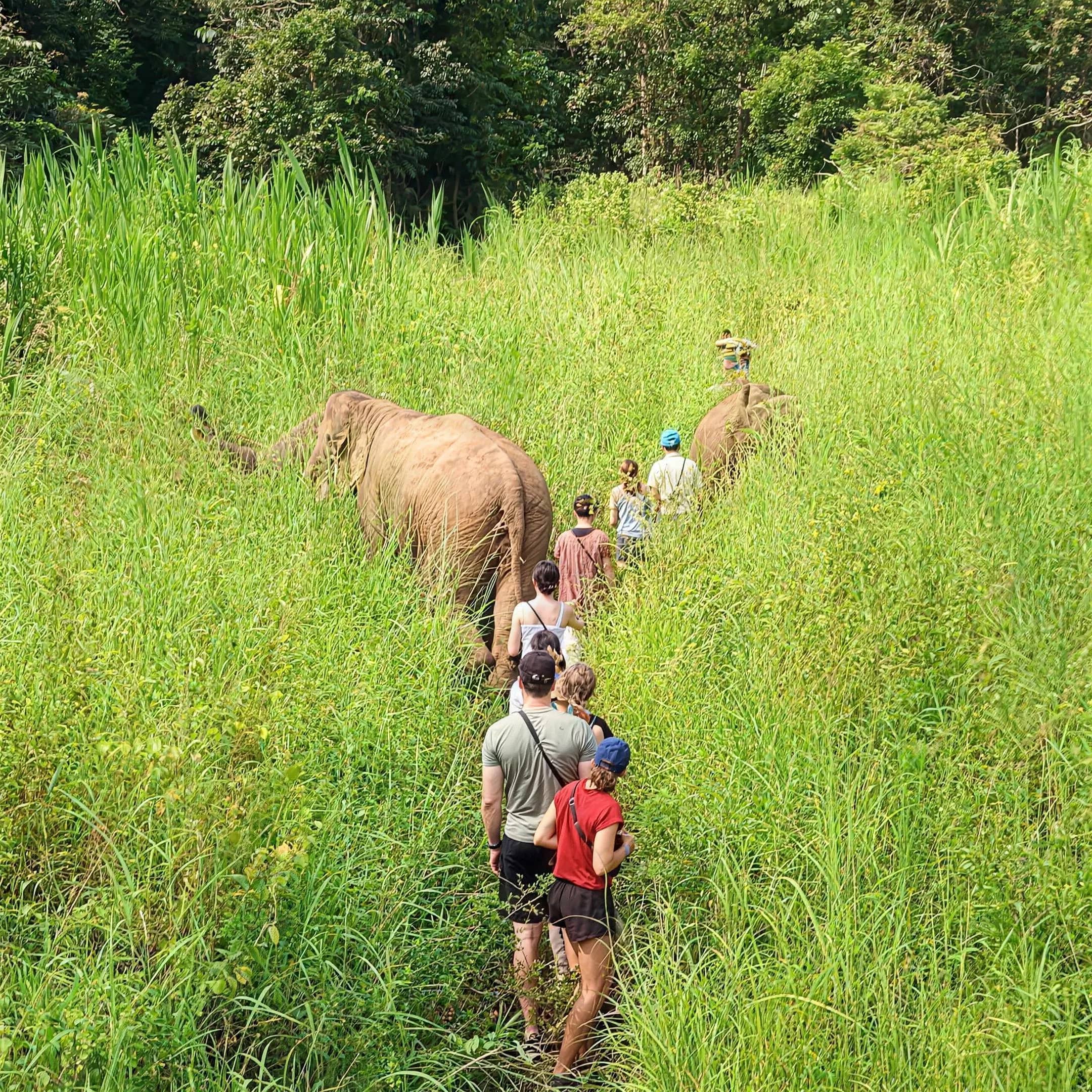 Visitors walk in single file behind elephants through tall green grass at Karen Elephant Serenity