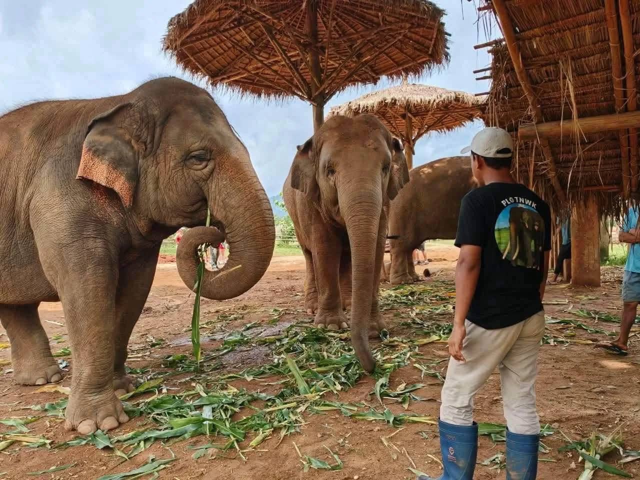 Elephants eat fresh greens beneath thatched shelters while a guide watches at Karen Elephant Serenity