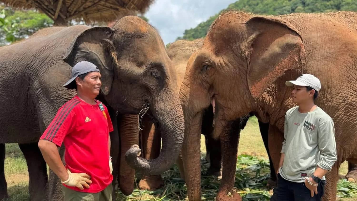 Two caretakers stand beside a pair of elephants eating greens on the grass at Karen Elephant Serenity