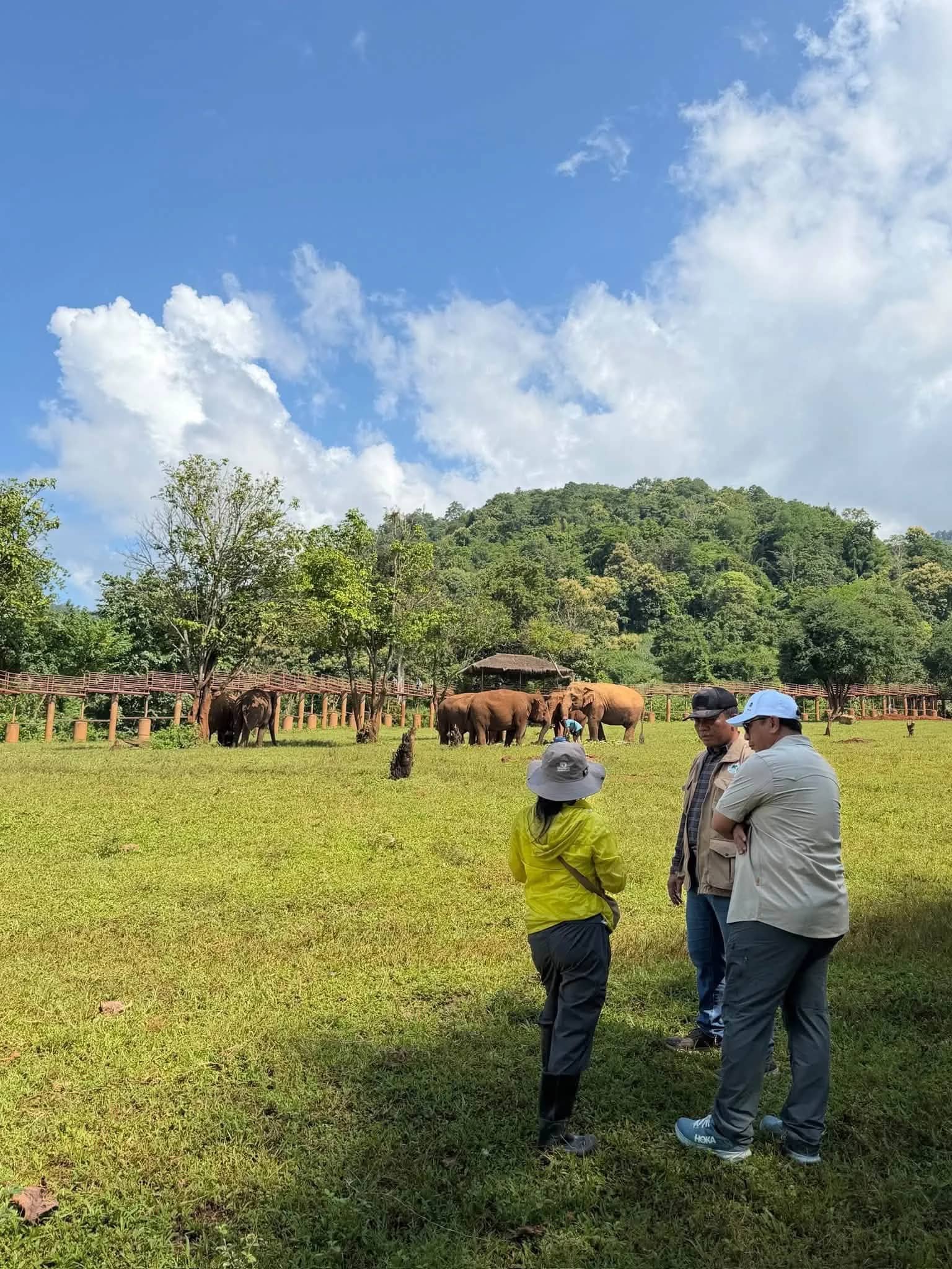 Visitors stand on a sunny meadow watching a herd of elephants grazing near the tree line