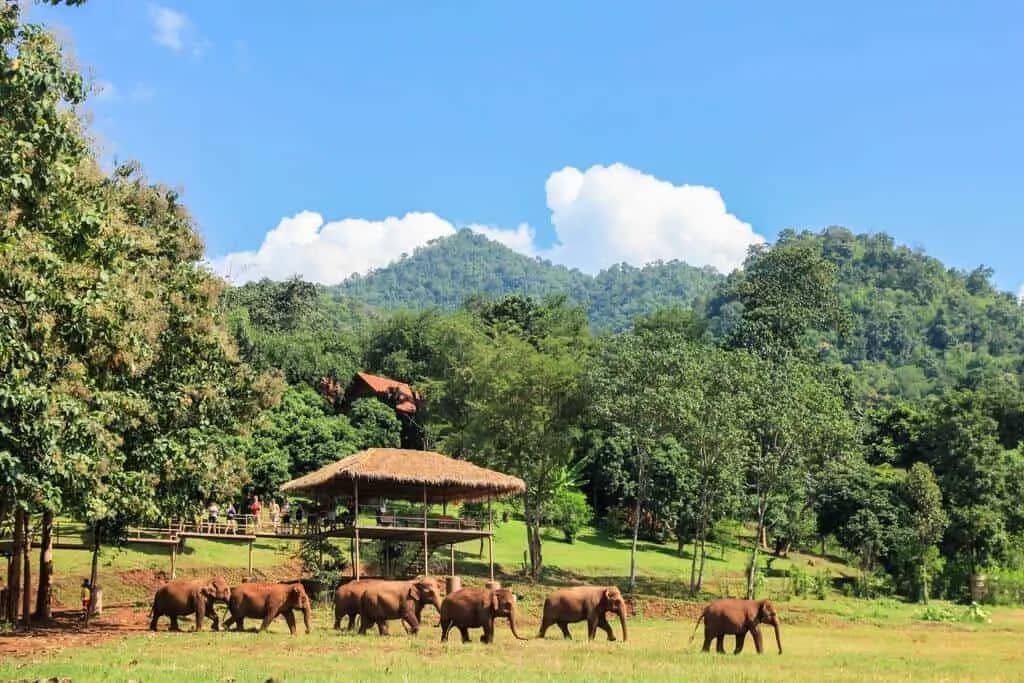 A herd of elephants walks across a wide green field below forested hills and a thatched shelter