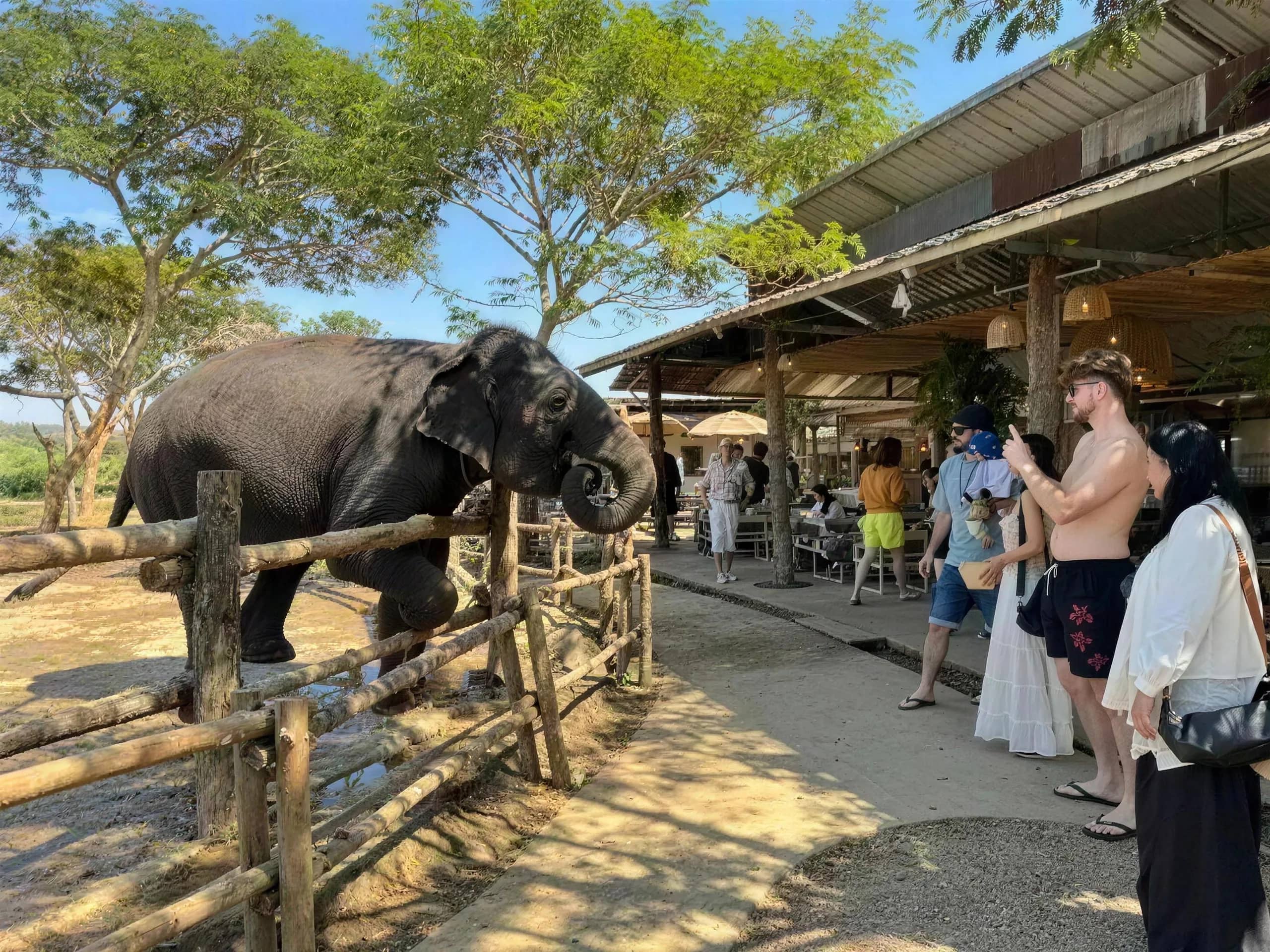 An elephant reaches over a wooden fence toward visitors standing outside a cafe near Sticky Waterfall